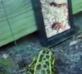 ویدئو : سرکار گذاشتن قورباغه ها