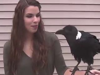 ویدئو :  کلاغ عجیبی که صدای انسان را تقلید می کند