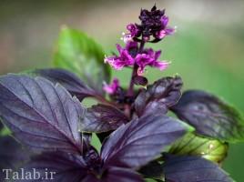 مصرف و خواص ریحان در طب سنتی و دینی