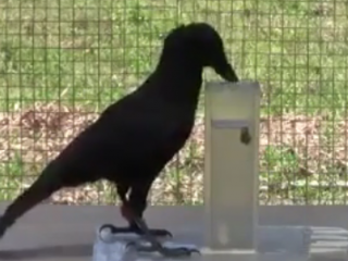 ویدئو : هوش فوق العاده کلاغ