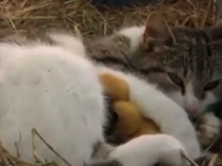 ویدئو : کلیپی جالب از دوستی گربه با جوجه های اردک