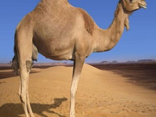 ویدئو : عجیب‌ترین روش برای بلند کردن شتر!