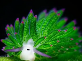 ویدئو : گوسفند دریایی