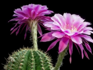 ویدئو : تایم لپس جالبی از شکوفه زدن کاکتوس (سبحان الله )