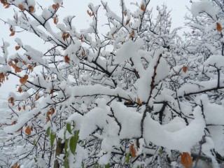 شعری از مهدی فرجی