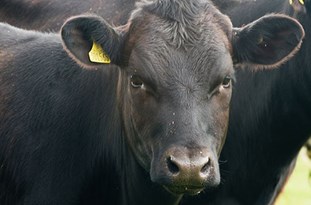 ویدئو : گاوی که برای مهارش ارتش نیاز است!