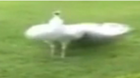 ویدئو :  لحظه خارق العاده باز شدن دم طاووس