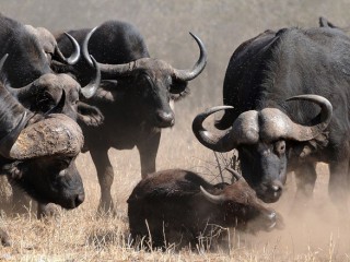 ویدئو :  کمک دیدنی گله بوفالوها به بوفالوی اسیر شده توسط گرگ ها