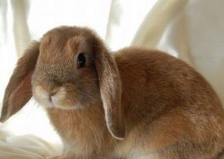 ویدئو : خرگوش چوپان تا حالا دیدین؟