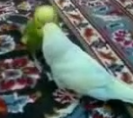 ویدئو :   مرغ عشق سخنگو