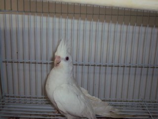 ویدئو :    تکنیک بسیار زیرکانه طوطی