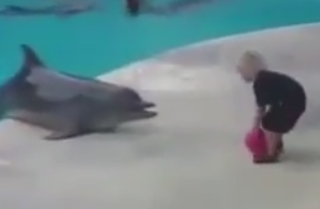 ویدئو :  بازی تماشایی و حرکات حیرت انگیز دلفین باهوش با پسربچه!