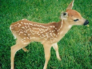 ویدئو : شیر دادن یک کودک به بچه آهو