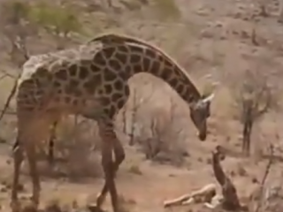 ویدئو:  تلاش دراماتیک زرافه برای نجات بچه اش از دست شیرها