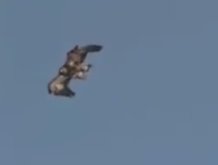 ویدئو: کلیپ تماشایی از لحظه شکار بزکوهی توسط عقاب