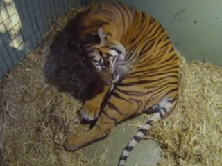 ویدئو: لحظه بی نظیر زایمان و تولد توله ببرهای دوقلو