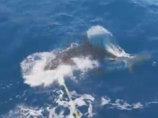 ویدئو :   شکار دیدنی کوسه سفید