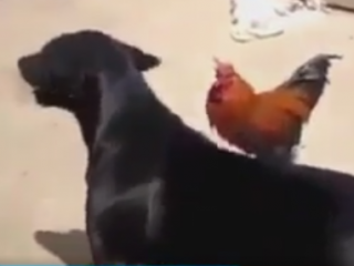 ویدئو :  جنگ و نبرد دیدنی بین خروس جنگی و سگ شکاری