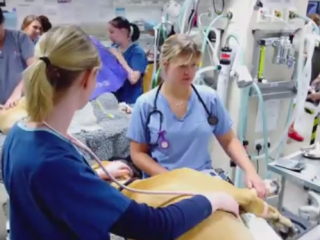 ویدئو :  مستند سوپر کلینیک حیوانات با دوبله فارسی - قسمت  1