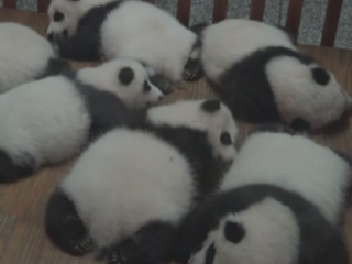 ویدئو :  پانداهای بامزه