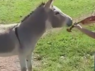 ویدئو : احساساتی شدن یه خر با موزیک