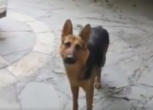 ویدئو :  باهوش ترین سگ ایرانی