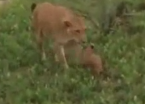 ویدئو : صحنه های بسیار دیدنی