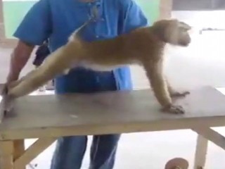 ویدئو :   تمرین های بدن سازی یک میمون