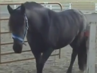 ویدئو : اسب آزادی طلب
