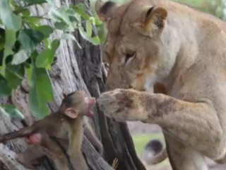 ویدئو : محبت باور نکردنی شیر به بچه بابون...