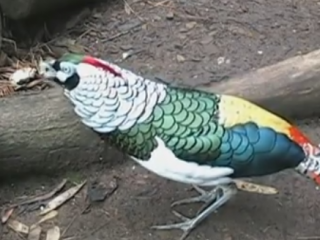 ویدئو : آبتنی و بازی پرندگان کمیاب