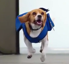 ویدئو :  بیزحمت یه دونه از این سگا !