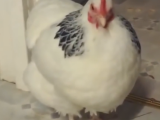 ویدئو : طنز مرغ و خروس با ...