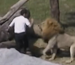 ویدئو : مردی چهره به چهره شیرها