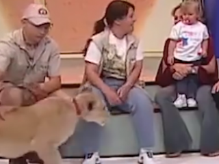 ویدئو :   حمله دلخراش و دردناک شیر به بچه در برنامه زنده