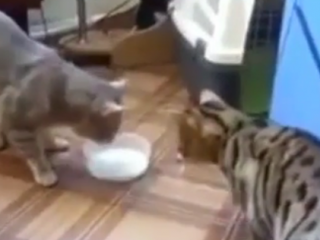 ویدئو :  پیشیهای باشعور