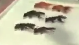 ویدئو  :  ماهی های تربیت شده