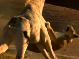 ویدئو :   شیر در مقابل زرافه