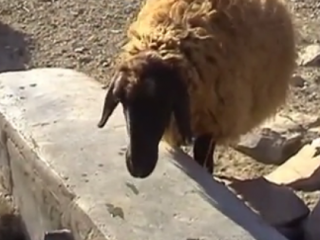 ویدئو :     بدون شرح