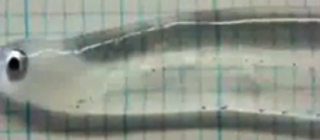 ویدئو :    ماهی شیشه ای عجیب و زیبا