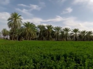 ویدئو :  بلوچستان از آنچه فکر میکنید سبز تر است