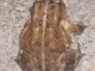 ویدیو:  حرکات   با مزه و جذاب از حیوانات