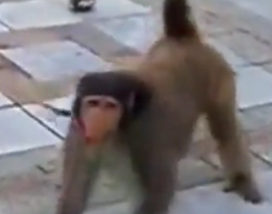 ویدئو : حرکات جالب میمون