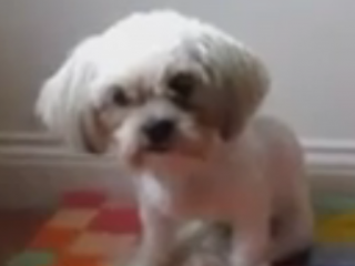 ویدئو :  حیواناتی که با شلیک الکی خودشون رو به مردن میزنند!