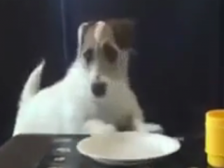 ویدئو : سگی که همه کار می کنه