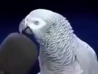 ویدئو  :   طوطی سخن گو خیلی جالب