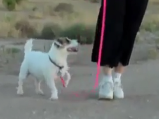 ویدئو : جسی بهترین سگ خانه دار - قسمت اول