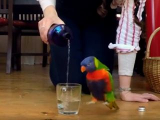 ویدئو : مجموعه کلیپ های دیدنی از پرندگان