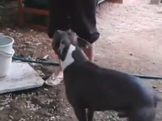 ویدئو :  کشتی گرفتن عجیب و خنده دار با سگ پیتبول