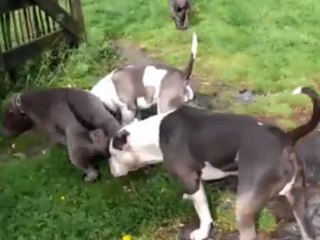 ویدئو :  زندگی حیرت انگیز با خطرناکترین سگ های جهان